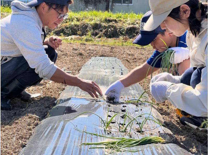 [Chiba, Sotobo] Souvenir included! Corn harvesting experience with a master & lunch plan at a traditional Japanese cafe ♪ ~Organically grown corn souvenir included~の紹介画像