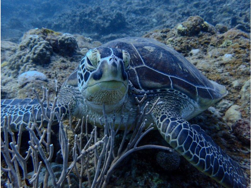 【石垣島/少人数制】ウミガメ・珊瑚シュノーケル1日ツアー！幻の島上陸！５歳から参加OK、トイレ付ボート、日除けありの紹介画像