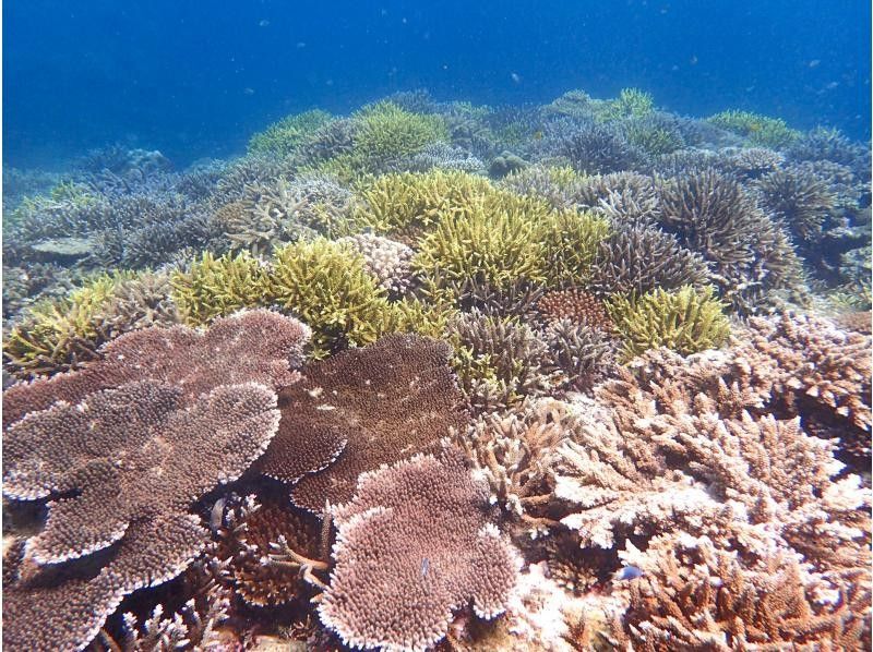 【石垣島/少人数制】ウミガメ・珊瑚シュノーケル1日ツアー！幻の島上陸！５歳から参加OK、トイレ付ボート、日除けありの紹介画像