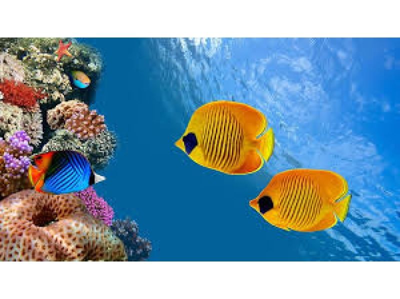 [Okinawa, Miyakojima] 100% encounter rate continues!! Tropical fish snorkeling in the world's clearest ocean <Free photos> Beginners and children welcome! Instant booking available!の紹介画像