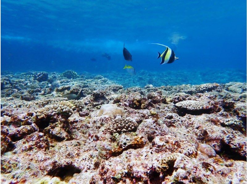 [Okinawa, Onna Village] Enjoy the ocean with the highest transparency known as Maeda Blue! A great set plan for a full charter! DAY SUP cruising & mini snorkelingの紹介画像