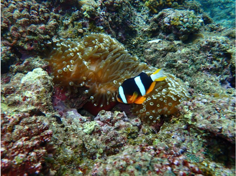 [Okinawa, Onna Village] Enjoy the ocean with the highest transparency known as Maeda Blue! A great set plan for a full charter! DAY SUP cruising & mini snorkelingの紹介画像
