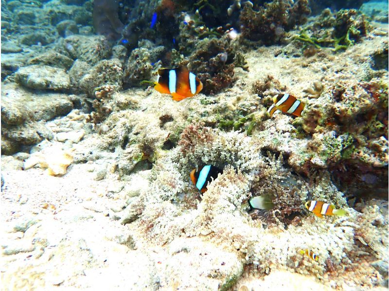[Okinawa, Onna Village] Enjoy the ocean with the highest transparency known as Maeda Blue! A great set plan for a full charter! DAY SUP cruising & mini snorkelingの紹介画像