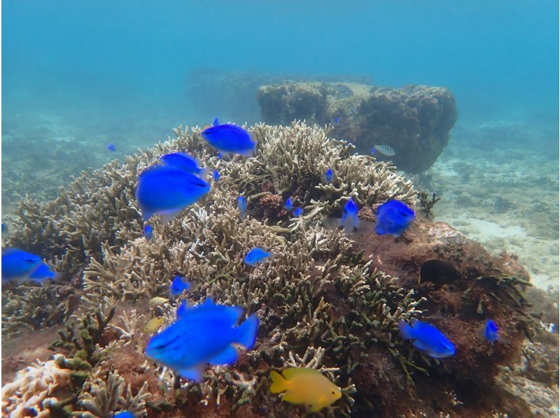 [Okinawa, Onna Village] Enjoy the ocean with the highest transparency known as Maeda Blue! A great set plan for a full charter! DAY SUP cruising & mini snorkelingの紹介画像