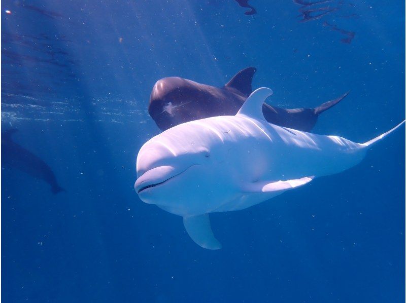 [From Osaka, Kushimoto] A super fulfilling plan that includes a dive in the ocean of Kushimoto and a dolphin dive! Day trip ★ License required! Participate aloneの紹介画像
