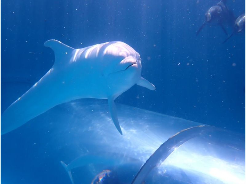[From Osaka, Kushimoto] A super fulfilling plan that includes a dive in the ocean of Kushimoto and a dolphin dive! Day trip ★ License required! Join with friendsの紹介画像