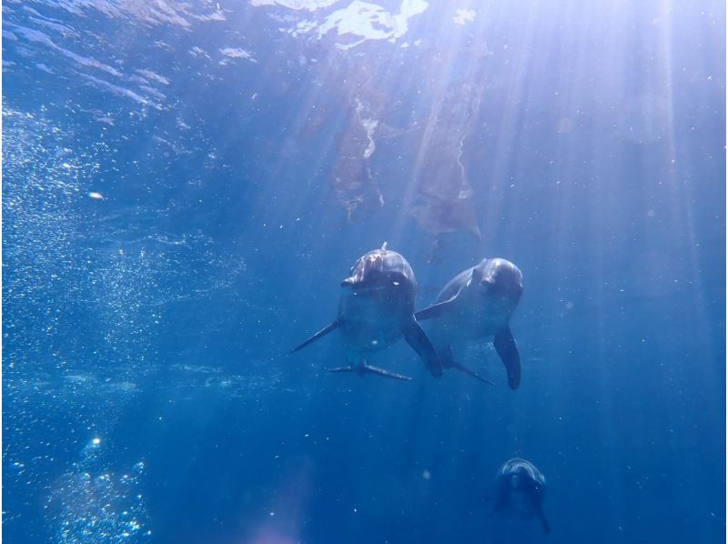 [From Osaka, Kushimoto] A super fulfilling plan that includes a dive into the ocean and dolphin diving in Kushimoto! Day trip ★ License required! Couples and married couples can participateの紹介画像