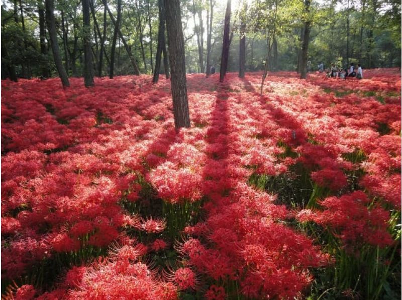 見渡す限り真っ赤なじゅうたん！巾着田・曼珠沙華＆サルビア　２つの赤の絶景めぐりと小江戸川越散策バスツアー【029029－-769】の紹介画像