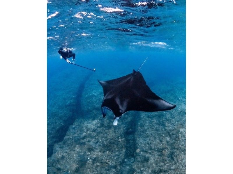 [Okinawa, Ishigaki] Depart by boat from Ishigaki Island! Manta snorkeling one-day tour! (Lunch & transportation included)の紹介画像