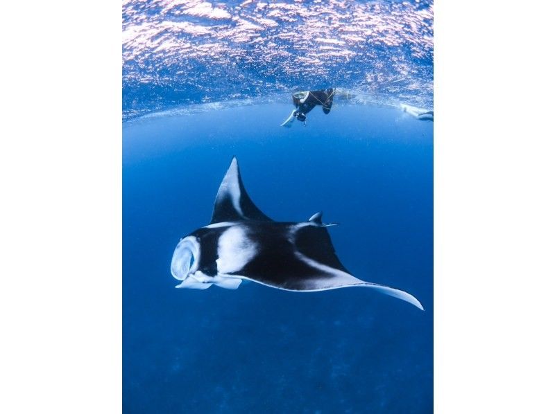 [Okinawa, Ishigaki] Depart by boat from Ishigaki Island! Manta snorkeling one-day tour! (Lunch & transportation included)の紹介画像