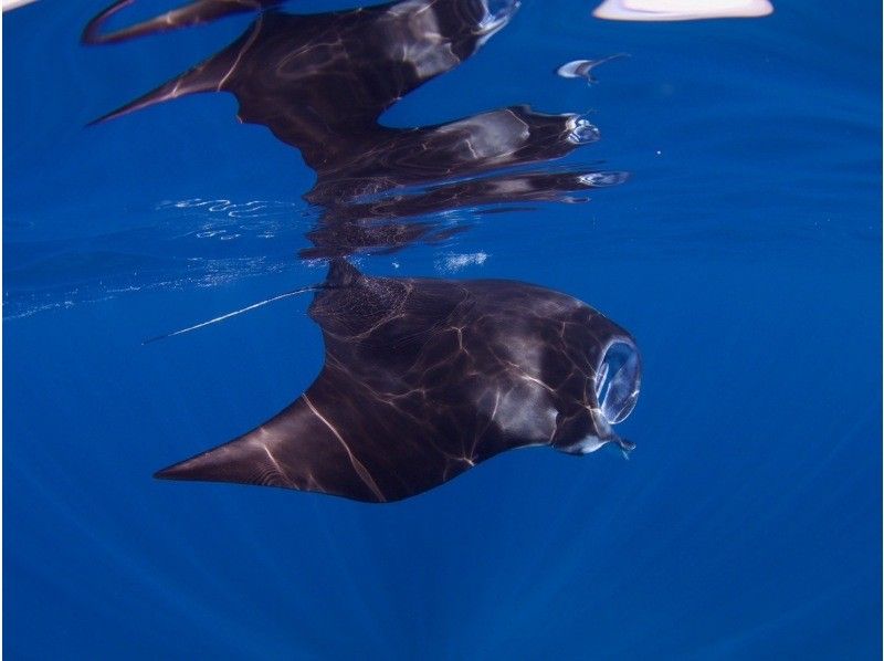 [Okinawa, Ishigaki] Depart by boat from Ishigaki Island! Manta snorkeling one-day tour! (Lunch & transportation included)の紹介画像