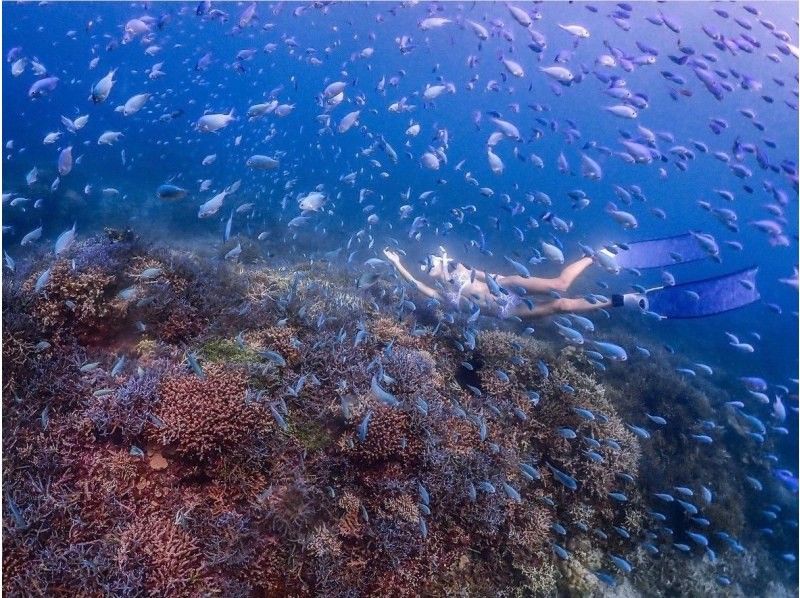 [Okinawa, Ishigaki] <Plan for one person only> Skin diving (free diving) 1-day course! Recommended for those who are not satisfied with snorkeling! (Lunch & transportation included)の紹介画像