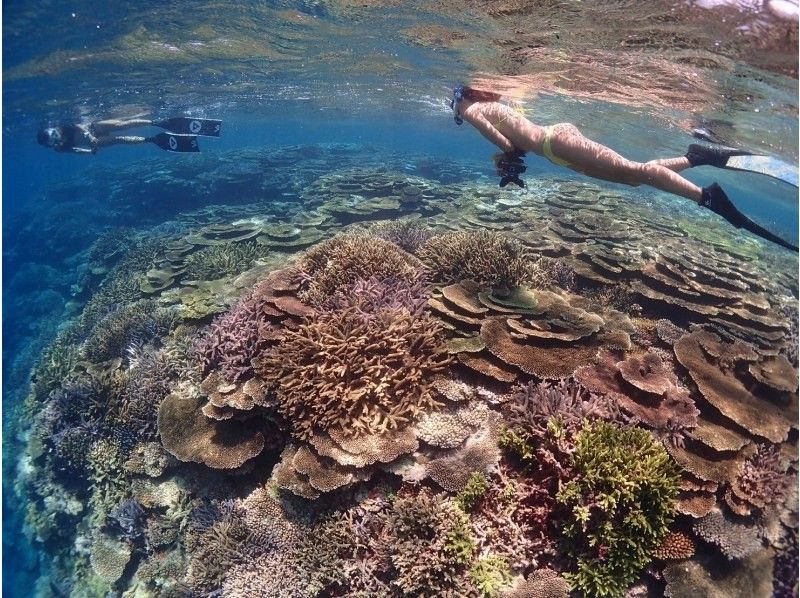 [Okinawa, Ishigaki] Skin diving tour! Recommended for those who are not satisfied with snorkeling, women, and couples! (Lunch & transportation included)の紹介画像