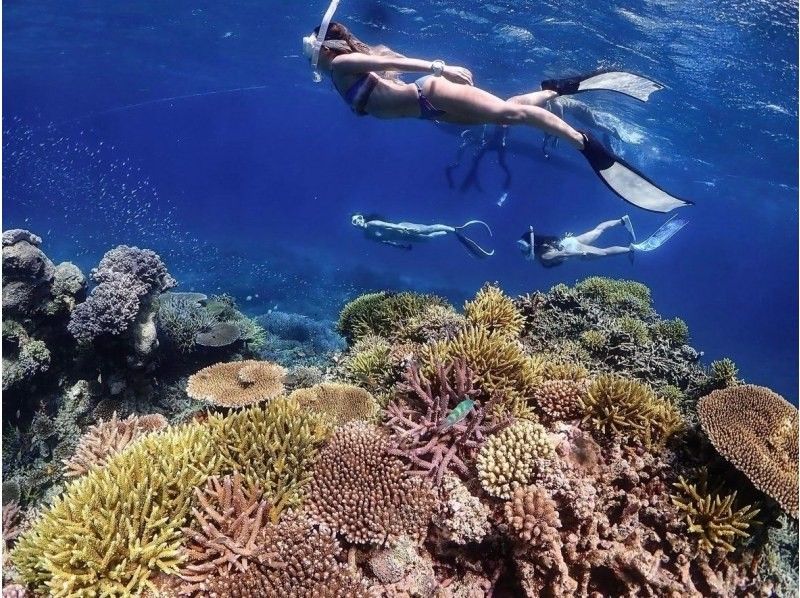 [Okinawa, Ishigaki] Skin diving tour! Recommended for those who are not satisfied with snorkeling, women, and couples! (Lunch & transportation included)の紹介画像