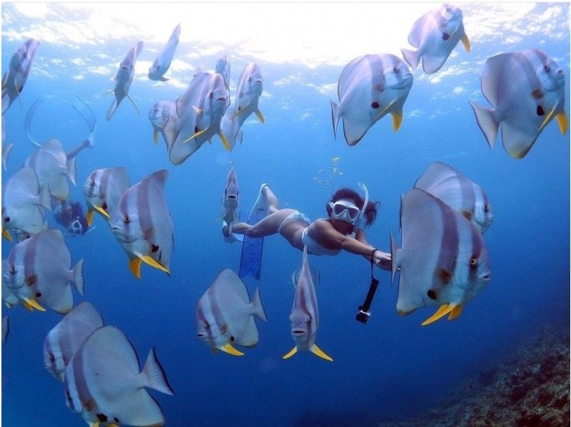 [Okinawa, Ishigaki] <Great value for 4 or more people!> Departing by boat from Ishigaki Island! Sea turtle snorkeling half-day tourの紹介画像