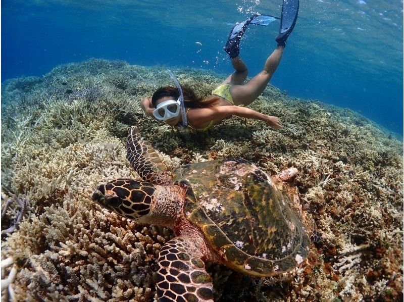 [Okinawa, Ishigaki] <Great value for 4 or more people!> Depart by boat from Ishigaki Island! Experience diving & sea turtle snorkeling half-day tour!の紹介画像