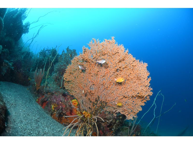 Shizuoka/Izu/Ida】Fun diving in a place famous for its clean water quality ~ <Beginners, solo divers, and veteran divers are all welcome> Safe and secure small group size ♪の紹介画像