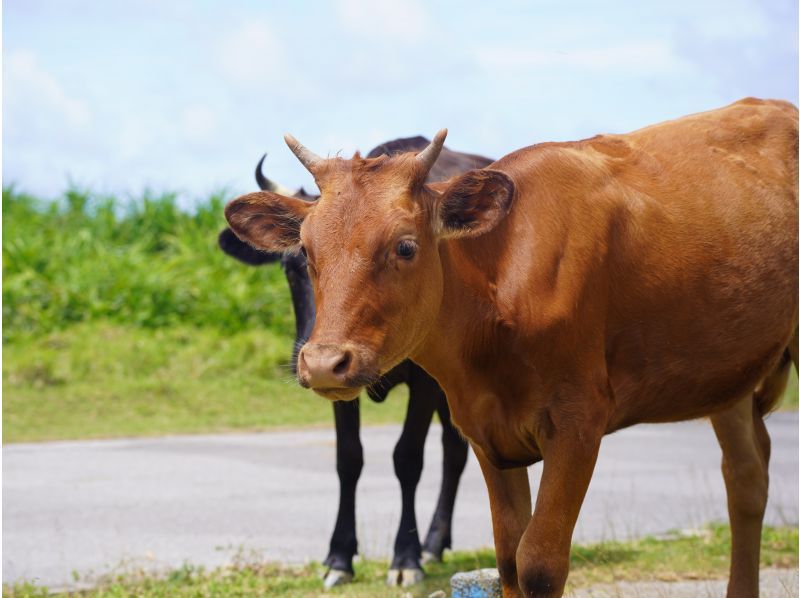 SALE! [Okinawa, Yonaguni Island] Easy sightseeing tour! A classic sightseeing tour with an island guide ★ 3-hour plan ★の紹介画像