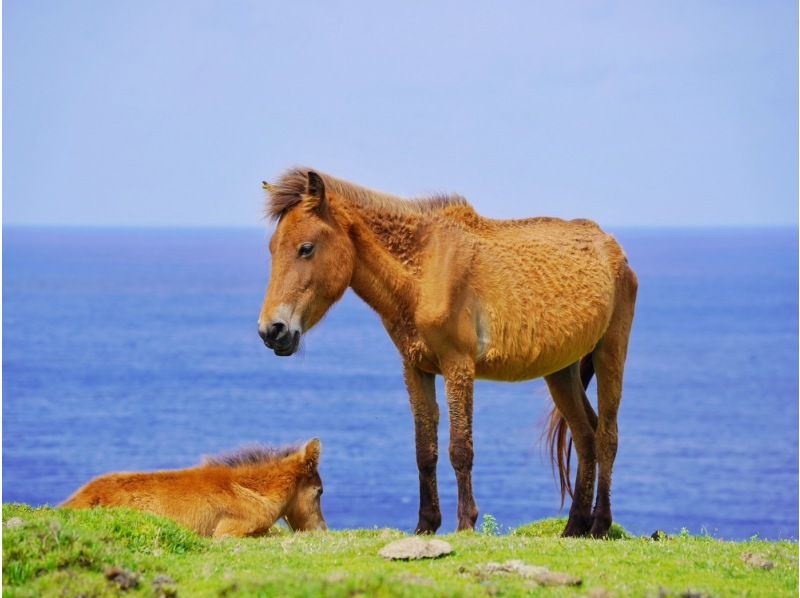 [Okinawa, Yonaguni Island] A classic sightseeing tour with an island guide/ 3-hour plan 