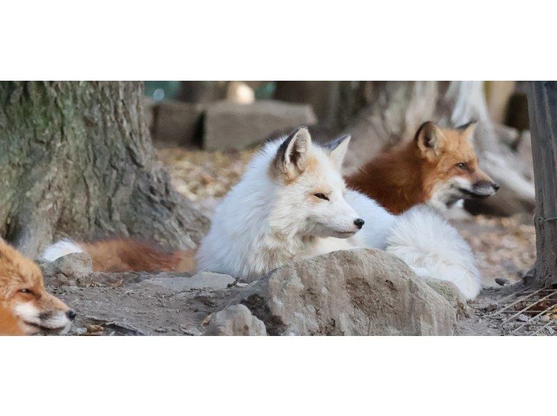 [Miyagi, Zao, Shiroishi] For 2 people! A day trip to the world-famous fluffy spot "Miyagi Zao Fox Village" and "Shiroishi Castle", the castle of Katakura, a senior retainer of the Date clan.の紹介画像