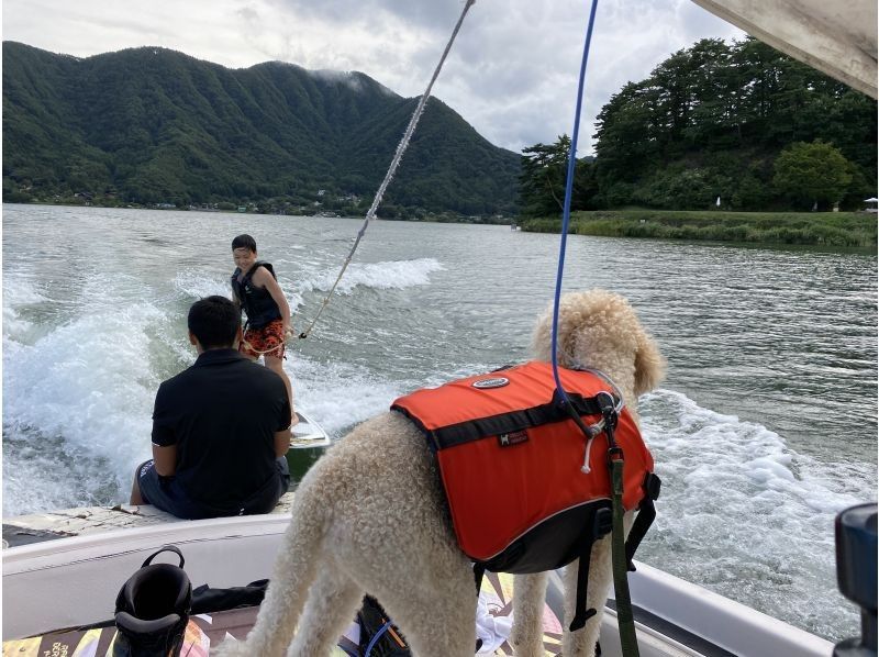 [Yamanashi Lake Kawaguchi] Pets allowed! Cruise around Lake Kawaguchiの紹介画像