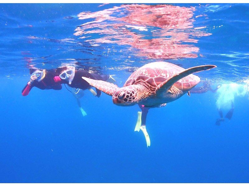SALE! Group travel support [Ishigaki Island Diving, Sea Turtles, PM Half Day] Sea Turtle Snorkeling & Experience Diving Boat Tour ☆ Free photo data ☆の紹介画像