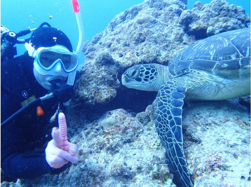 SALE! Group travel support [Ishigaki Island Diving, Phantom Island, Sea Turtles, 1 day] 3 dive experience diving! Land on the phantom island and swim with fish and sea turtles! ☆Free photos☆の紹介画像