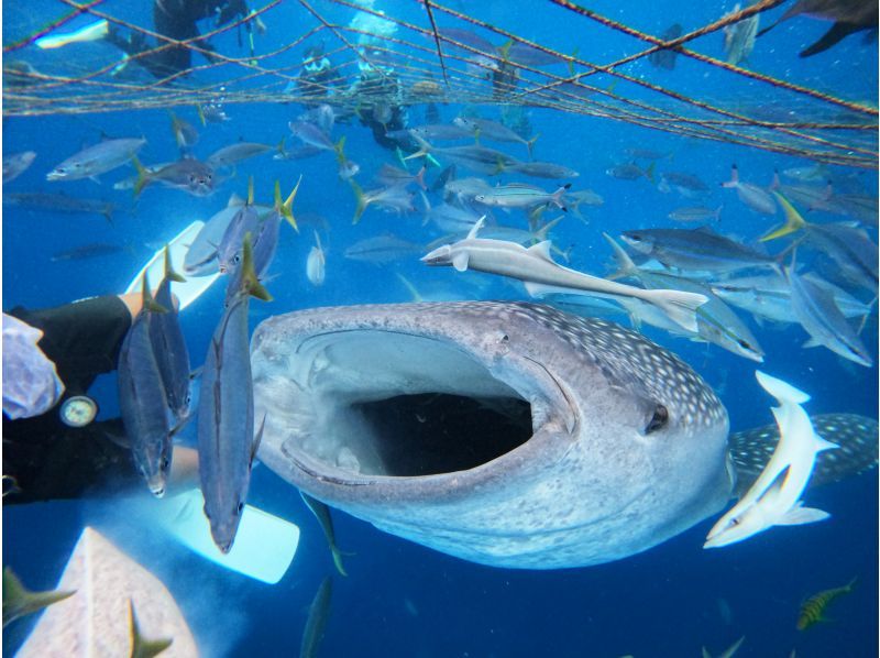 沖縄・ジンベエザメ・シュノーケル】世界最大の魚類ジンベエザメ！感動