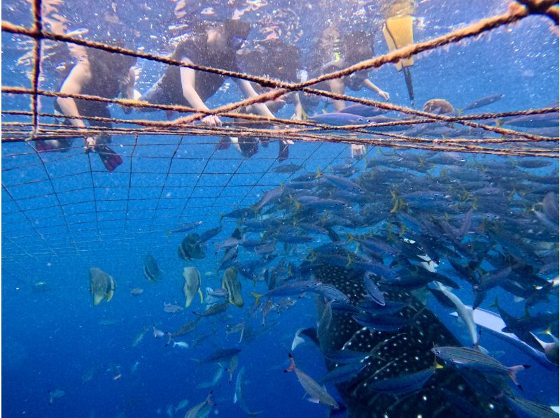 【沖縄・ジンベエザメ・シュノーケル】世界最大の魚類ジンベエザメ！100％の感動と200％の興奮！完全貸切！大人気GoPro写真＆動画無料！の紹介画像