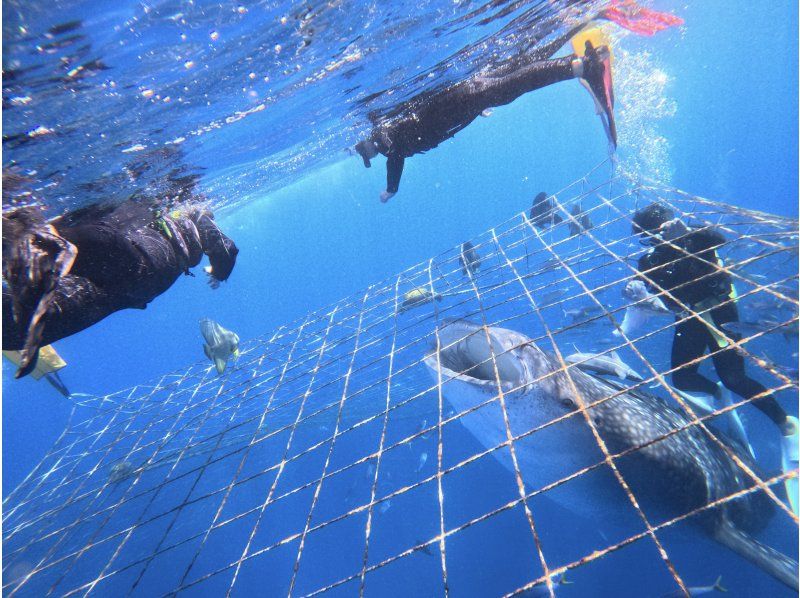 【沖縄・ジンベエザメ・シュノーケル】世界最大の魚類ジンベエザメ！100％の感動と200％の興奮！大人気GoPro写真＆動画無料！の紹介画像