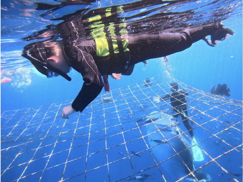 【沖縄・ジンベエザメ・シュノーケル】世界最大の魚類ジンベエザメ！100％の感動と200％の興奮！大人気GoPro写真＆動画無料！の紹介画像