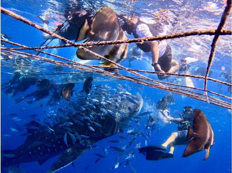 【沖縄・ジンベエザメ・シュノーケル】世界最大の魚類ジンベエザメ！100％の感動と200％の興奮！大人気GoPro写真＆動画無料！の紹介画像