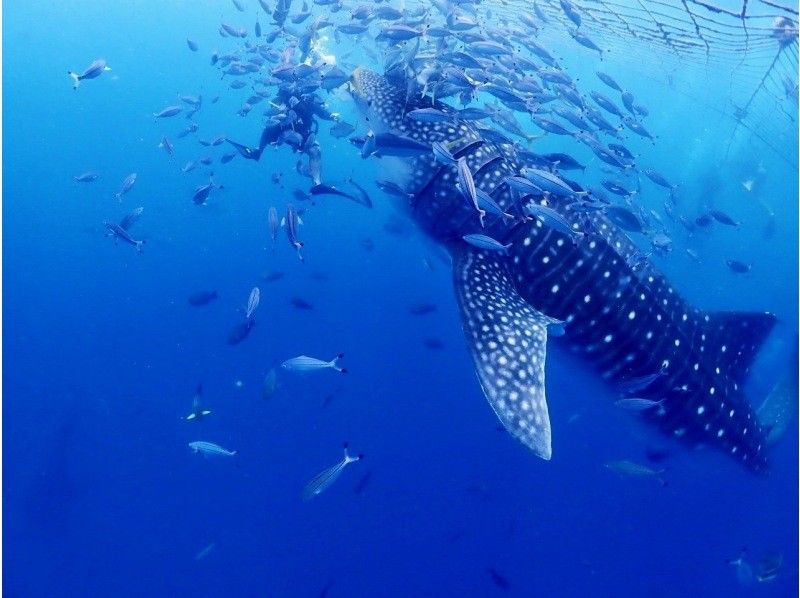 【沖縄・ジンベエザメ・シュノーケル】世界最大の魚類ジンベエザメ！100％の感動と200％の興奮！大人気GoPro写真＆動画無料！の紹介画像