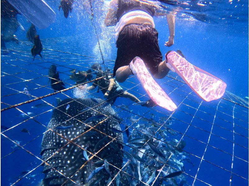 【沖縄・ジンベエザメ・シュノーケル】世界最大の魚類ジンベエザメ！100％の感動と200％の興奮！大人気GoPro写真＆動画無料！の紹介画像
