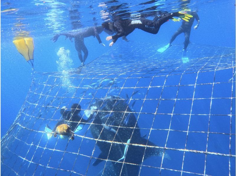 【沖縄・ジンベエザメ・シュノーケル】世界最大の魚類ジンベエザメ！100％の感動と200％の興奮！大人気GoPro写真＆動画無料！の紹介画像
