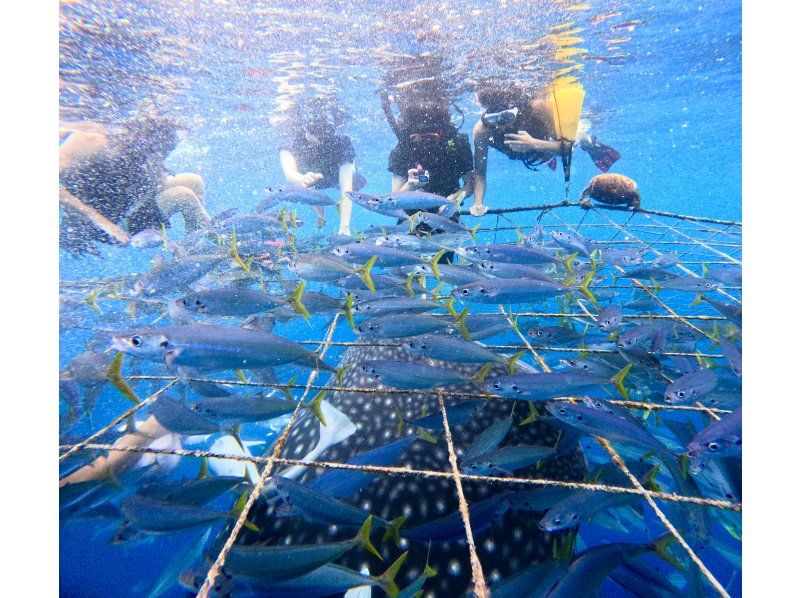 【沖縄・ジンベエザメ・シュノーケル】世界最大の魚類ジンベエザメ！100％の感動と200％の興奮！完全貸切！大人気GoPro写真＆動画無料！の紹介画像