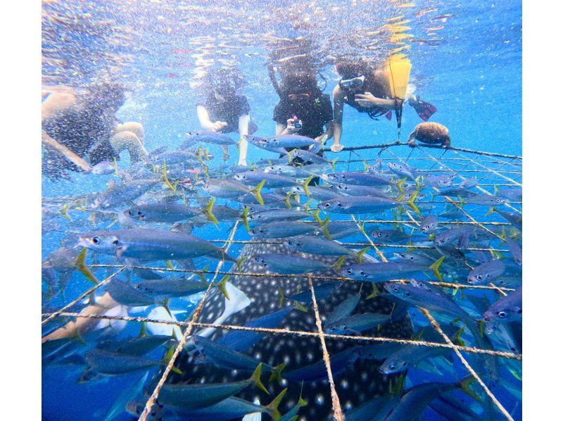 【沖縄・ジンベエザメ・シュノーケル】世界最大の魚類ジンベエザメ！100％の感動と200％の興奮！大人気GoPro写真＆動画無料！の紹介画像