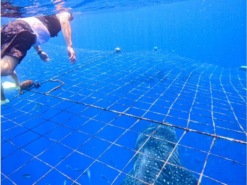 【沖縄・ジンベエザメ・シュノーケル】世界最大の魚類ジンベエザメ！100％の感動と200％の興奮！大人気GoPro写真＆動画無料！の紹介画像