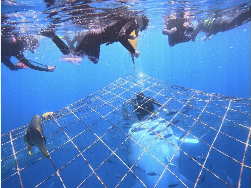 【沖縄・ジンベエザメ・シュノーケル】世界最大の魚類ジンベエザメ！100％の感動と200％の興奮！大人気GoPro写真＆動画無料！の紹介画像