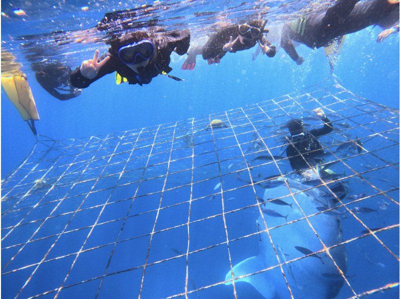 【沖縄・ジンベエザメ・シュノーケル】世界最大の魚類ジンベエザメ！100％の感動と200％の興奮！大人気GoPro写真＆動画無料！の紹介画像