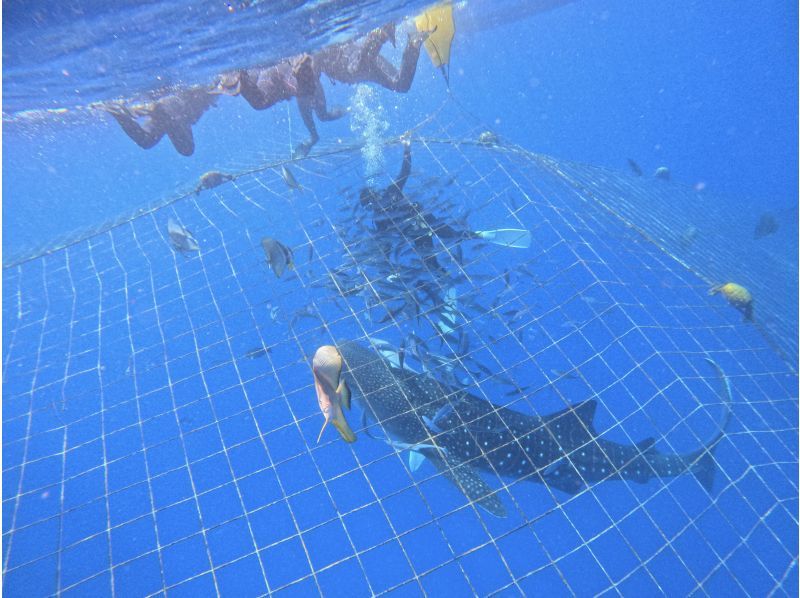 【沖縄・ジンベエザメ・シュノーケル】世界最大の魚類ジンベエザメ！100％の感動と200％の興奮！大人気GoPro写真＆動画無料！の紹介画像