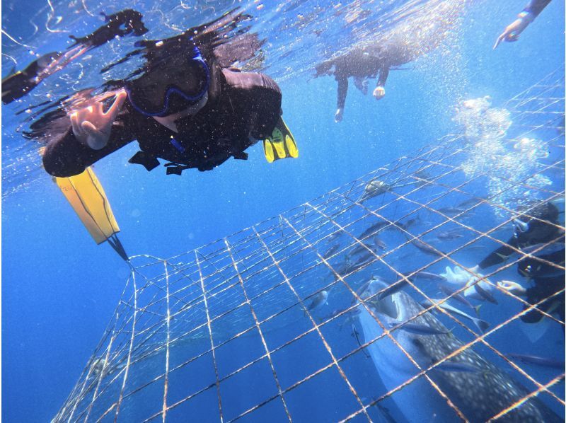 沖縄・ジンベエザメ・シュノーケル】世界最大の魚類ジンベエザメ！感動