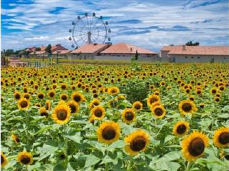 神奈川県横須賀市から助成金20,000円！ 八景島シーパラダイス「花火シンフォニア」と夏のひまわり観賞バスツアー【029029-1334】の紹介画像