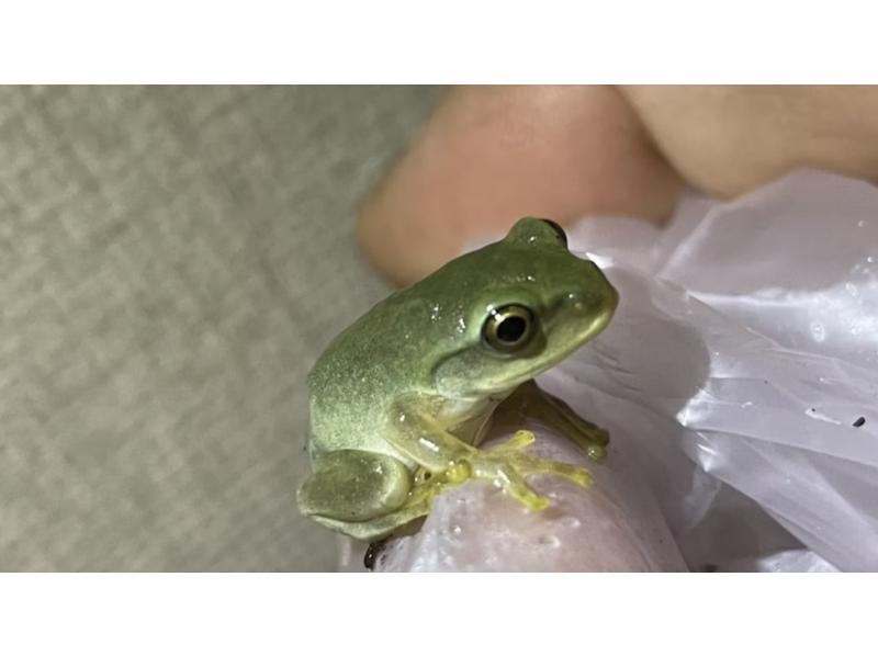 【東京・調布】夏休み自由研究、蛙を深く学ぶ、シュレーゲル、赤、東京ダルマ、アマ、アズマの紹介画像