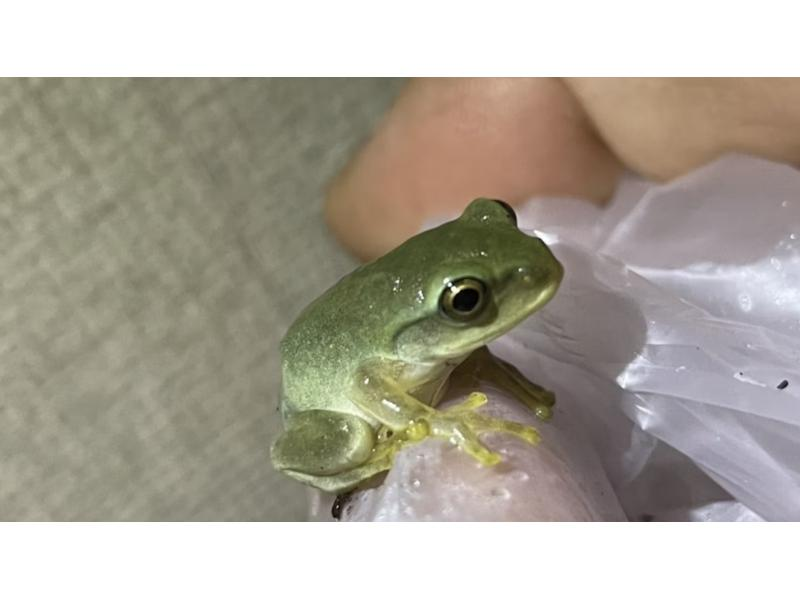 [Tokyo, Chofu] Year-round learning frogs in depth, Schlegel, red, Tokyo Daruma, Ama, Azuma