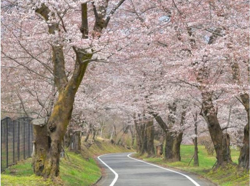 わたらせ渓谷鐡道トロッコ列車乗車&赤城南面千本桜&鑁阿寺の桜観賞バスツアー～やまと豚弁当&お茶付き～【029029‐1156】の紹介画像