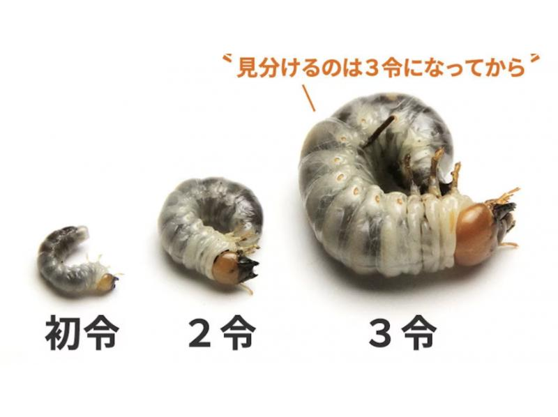 [Chofu, Tokyo] Year-round event, learning about the breeding, larva, pupa and adult cycle of rhinoceros hornwormsの紹介画像