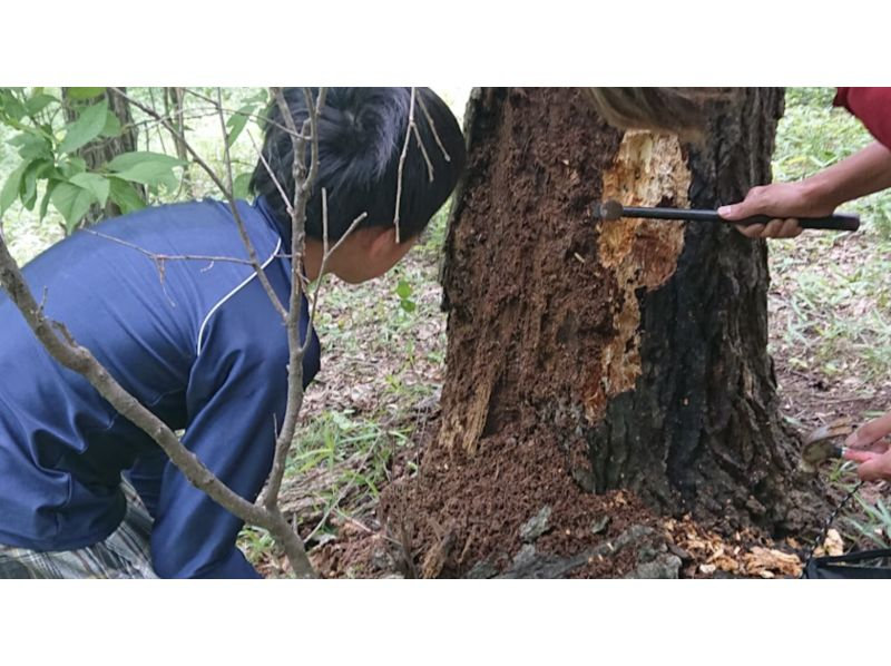 【東京・調布】夏休み自由研究第三弾、カブクワのブリード、幼虫、蛹、成虫のサイクル学ぶの紹介画像