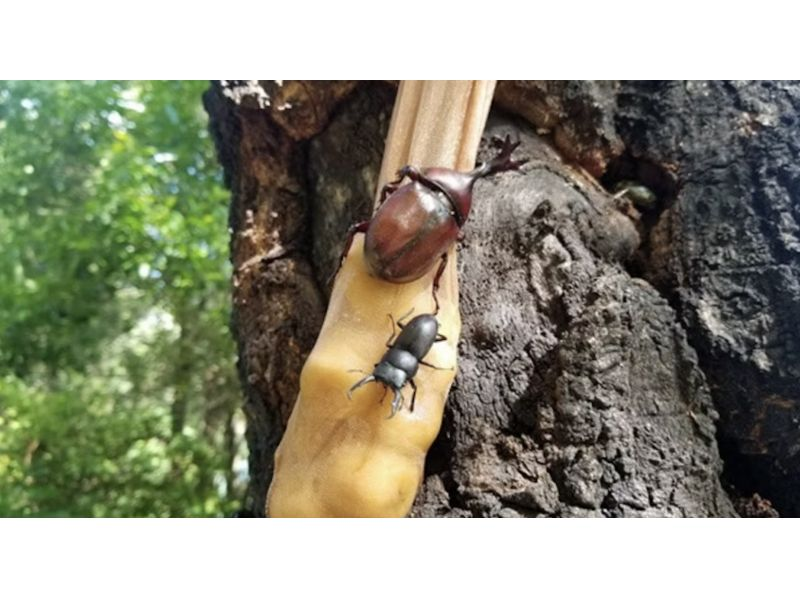 [Tokyo, Chofu] Year-round, Secret recipe for making banana traps and stag beetle hunting experience