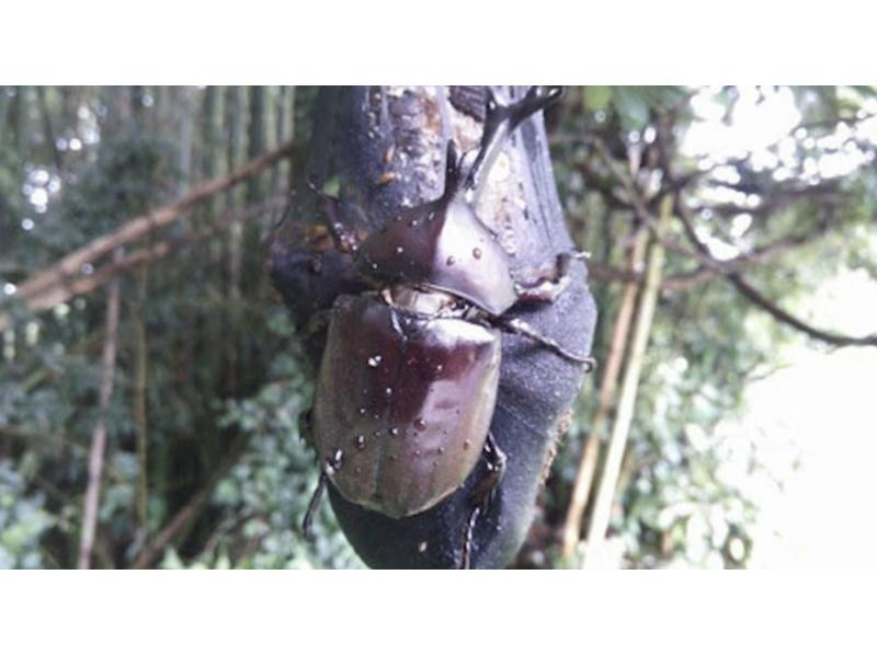 [Tokyo, Chofu] Year-round event * Secret recipe for making banana traps and stag beetle hunting experienceの紹介画像